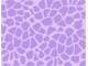 Wild Pattern Wild Pattern
